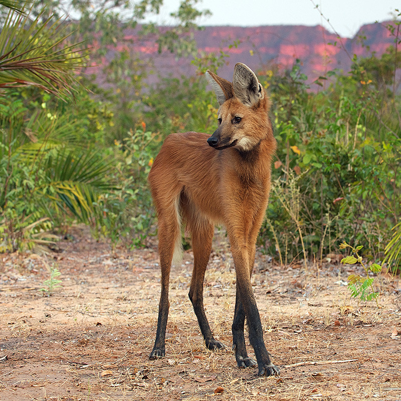 The Maned Wolf is the largest canid in South America, resembling a large fox with reddish fur.  This mammal is found in open and semi-open habitats, especially grasslands with scattered bushes and trees throughout South America.  The maned wolf is the tallest of the wild canids and it's long legs are most likely an adaptation to the tall grasslands of its native habitat.