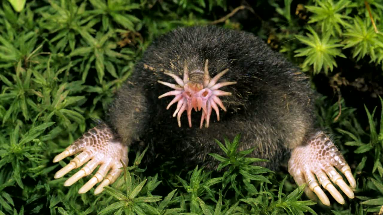 The star-nosed mole is a small mole found in wet low areas of eastern Canada and the northeastern United States. It is easily identified by the 11 pairs of pink fleshy appendages ringing its snout, which is used as a touch organ with more than 25,000 minute sensory receptors, known as Eimer's organs, with which this hamster-sized mole feels its way around.