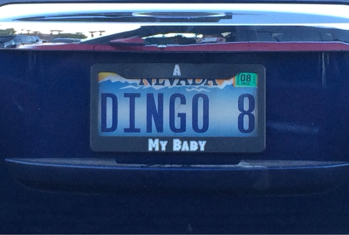 perfect license plate - 108 Dingo 8 My Baby