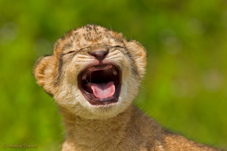 19 Baby Animals In The Wild