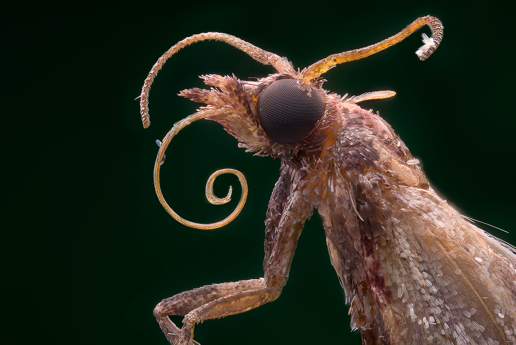 Beautiful and Bizarre Macro Photos Of Bugs