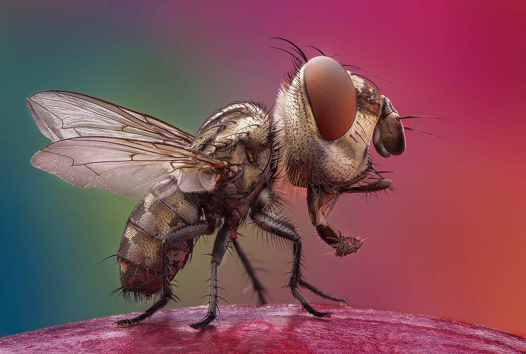 Beautiful and Bizarre Macro Photos Of Bugs