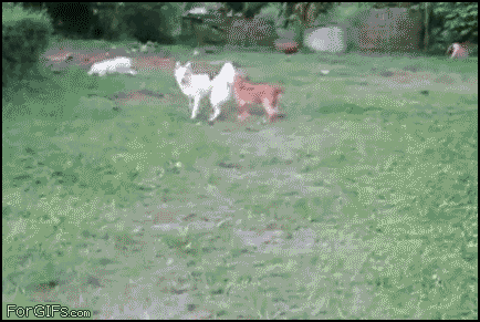 gifs that will make you laugh - For GIFs.com