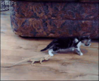 cat vs lizard gif - 4GIFs .com