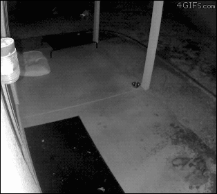 dog running into door gif - 4GIFS.com