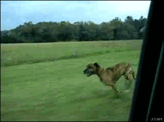 dog jumping out of car - Jj.Am