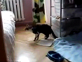 cats who forgot how to cat gif