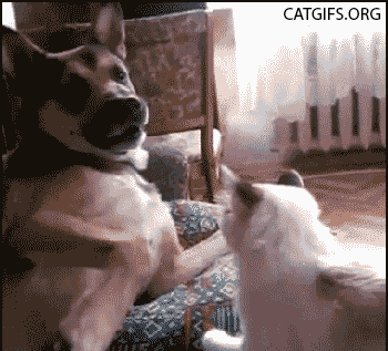 dog wins cat gif - Catgifs.Org