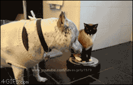 cat attack dog gif - 199 4GIFS.com