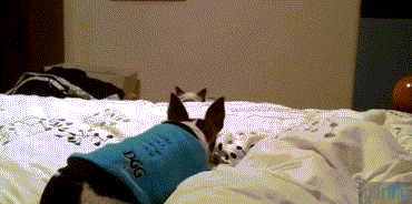 bed sneak attack gif