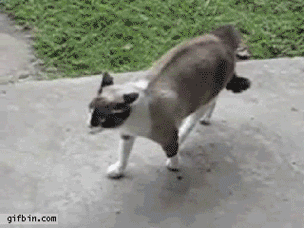 cat attacks dog gif - gifbin.com