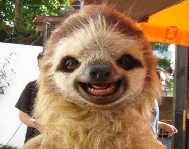 sloths funny