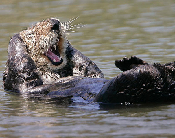 smiling animals