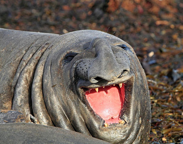 smiling elephant seal