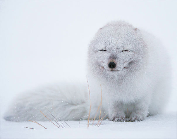little white fox