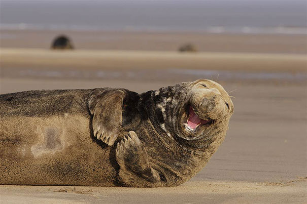 seal laughing