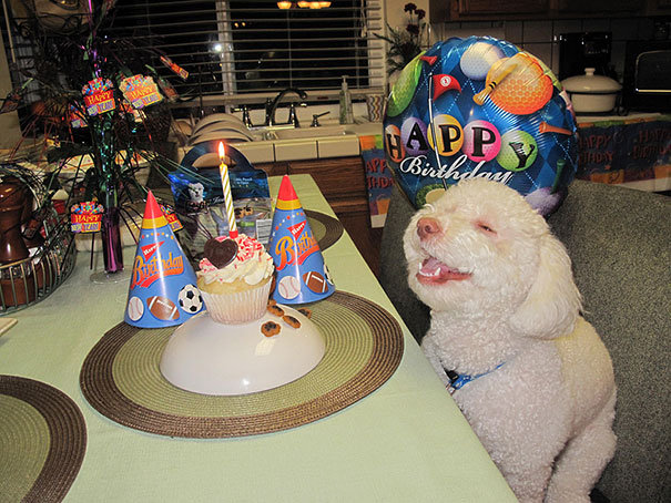 smiling dog birthday - Happ y Birthday Tada Se