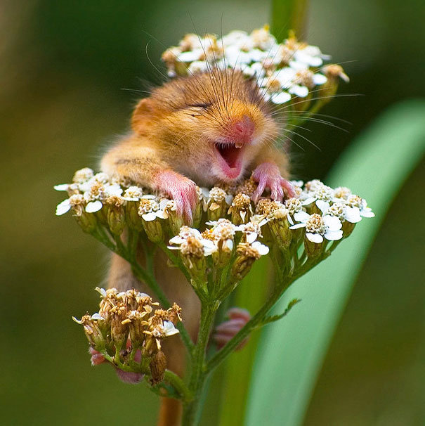 happiest animals animals smiling