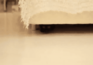 32 Gifs Of Cats Who Forgot How To Cat