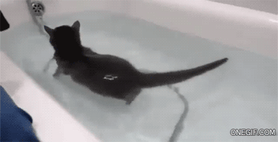 32 Gifs Of Cats Who Forgot How To Cat