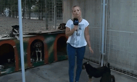35 Gifs Of Animals Being Jerks