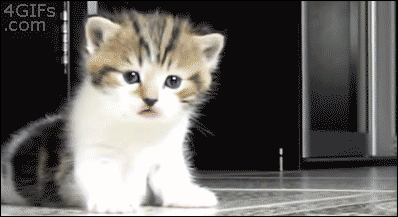 youre the best cat gif - 4GIFs .com