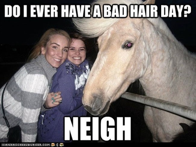horse hair meme - Do I Ever Have A Bad Hair Day? Neigh Icanha Scheezburger.Com