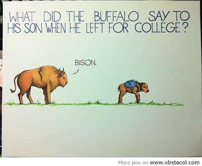 buffalo say to his - What Did The Buffalo Say To His Son When He Left For College ? Bison More pics on
