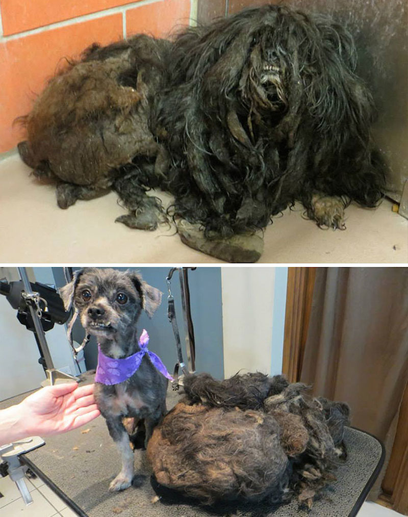 15 Before And After Photos Of Rescued Dogs