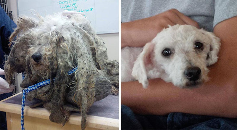 15 Before And After Photos Of Rescued Dogs