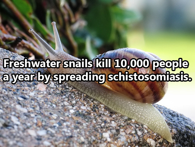 snails gastropods - Freshwater snails kill 10,000 people a year by spreading schistosomiasis.
