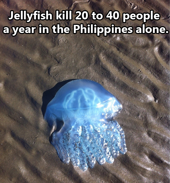 water - Jellyfish kill 20 to 40 people a year in the Philippines alone.