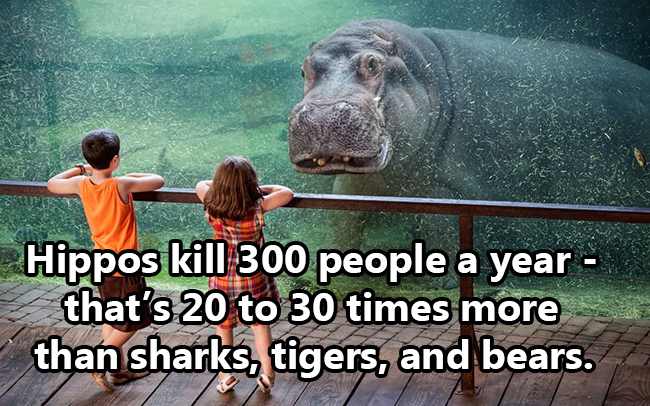 beautiful moments - Hippos kill 300 people a year that's 20 to 30 times more than sharks, tigers, and bears.