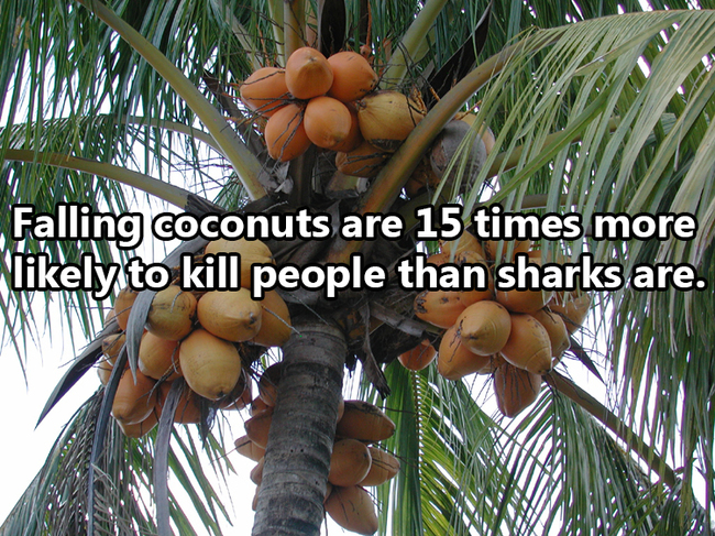 coconuts - Falling coconuts are 15 times more ly to kill people than sharks are.