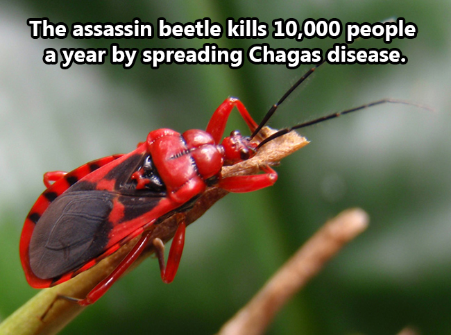 wheel bug bite - The assassin beetle kills 10,000 people a year by spreading Chagas disease.