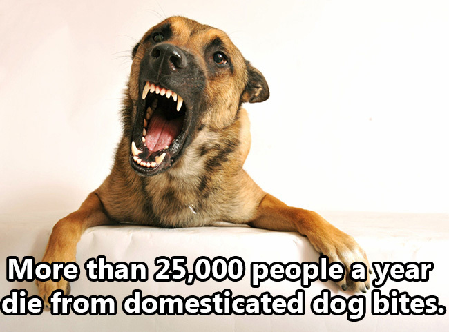 dog biting - More than 25.000 people a year die from domesticated dog bites.