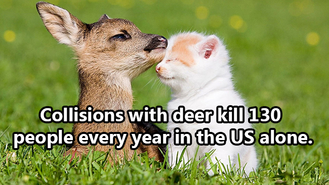 cute baby deer - Collisions with deer kill 130 people every year in the Us alone. Komik