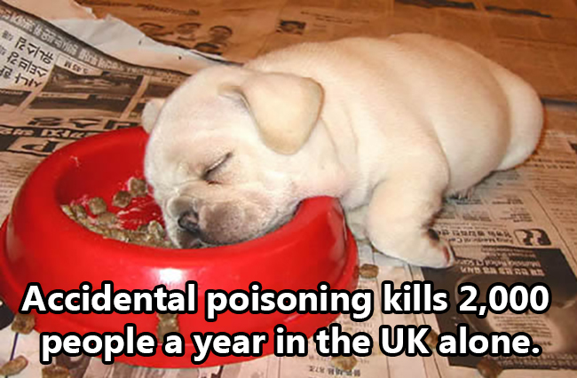 napping and eating - c P aris Bes Isos Play B 71 Ner Accidental poisoning kills 2,000 1 people a year in the Uk alone.