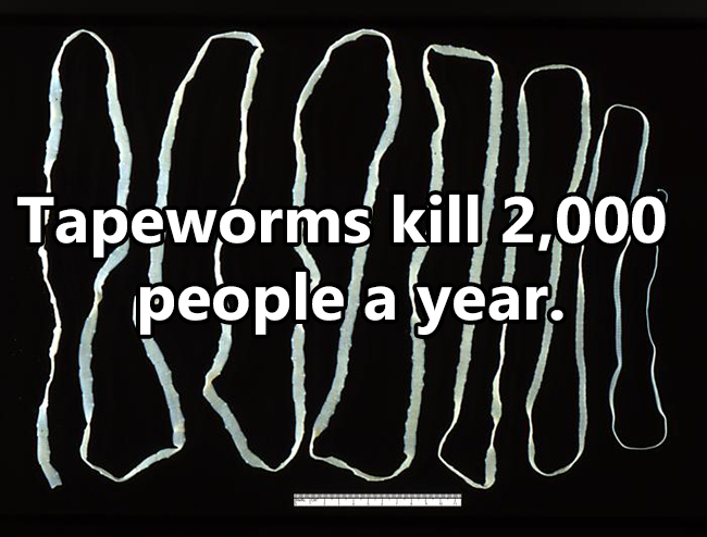 human - Tapeworms kill 2,000 1 people a year! Velut