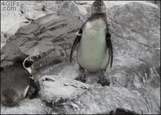 penguin pushing penguin gif - 4GIFs .com