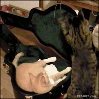cats being jerks gif - CatGifs.Com