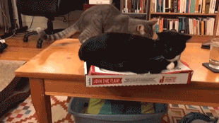 cats pizza gif