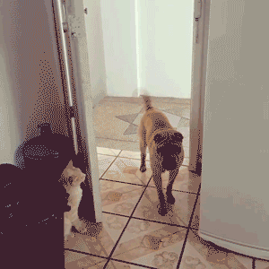 cat closes door on dog gif - .
