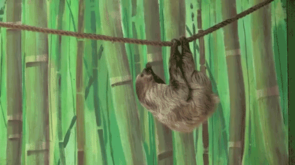 sloth and monkey