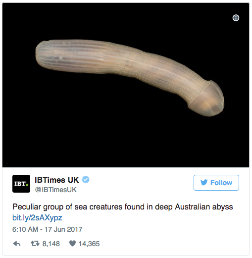 Scientists Find Sea Worm That Looks Like A Dick, The Internet Reacts Appropriately