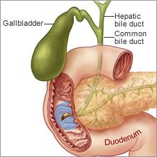 pancreas gland - Gallbladder Hepatic bile duct Common bile duct Duodenum