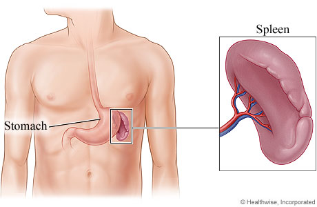 location of spleen - Spleen Stomach Healthwise, Incorporated