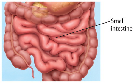 define small intestine - Small intestine