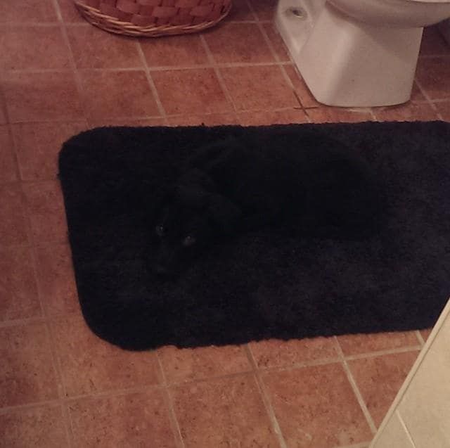 Yes, it is just a bath mat. But there is something more in the picture. A black ninja-cat.