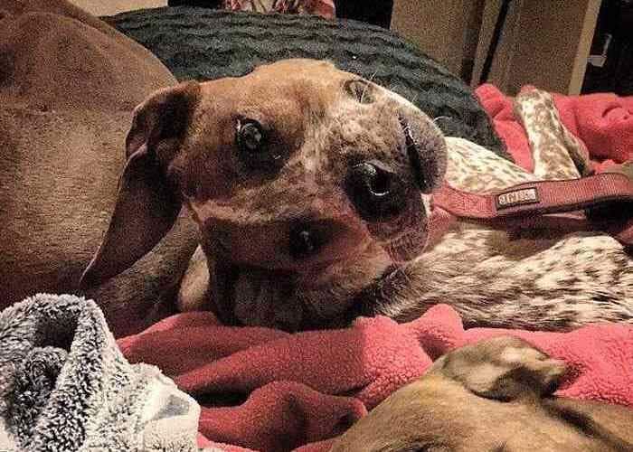 At first glance, you think that something is seriously wrong with this dog's face, but then you realize that his head is just turned sideways.
